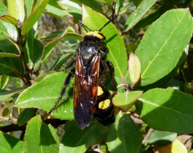 Megascolia maculata flavifrons sui fiori del giardino